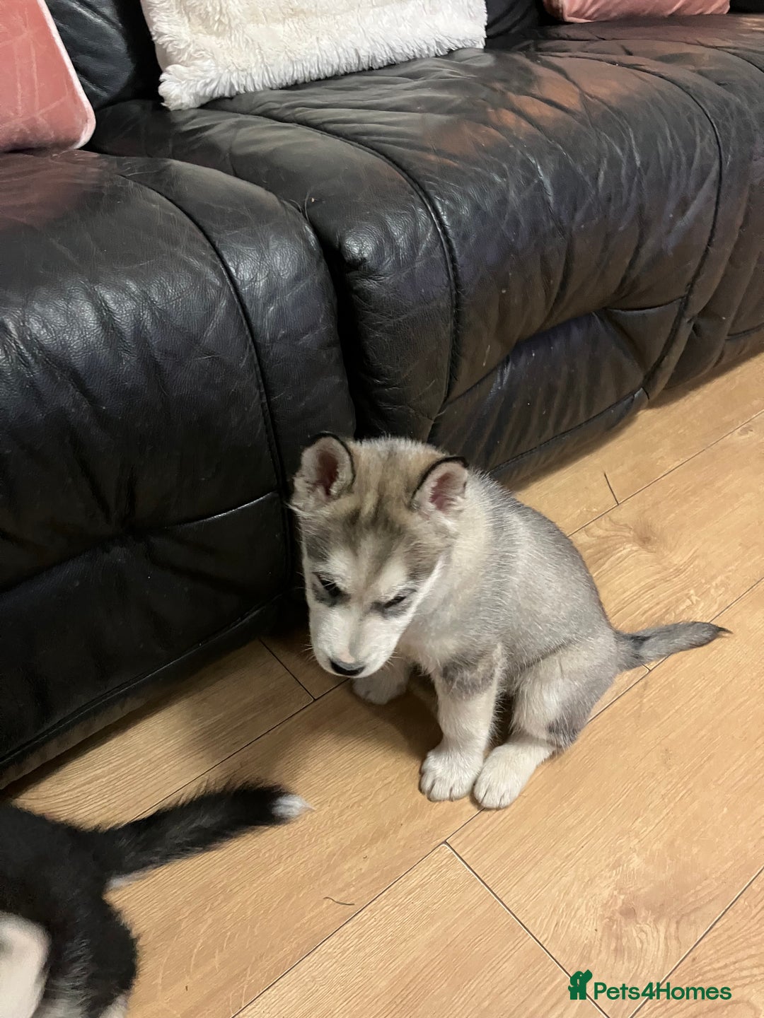 Siberian Husky dogs for sale: Beautiful husky puppies ready for their new homes  - Advert 11