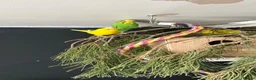 Budgerigars birds for sale: Budgies for sale £40 - Advert 6