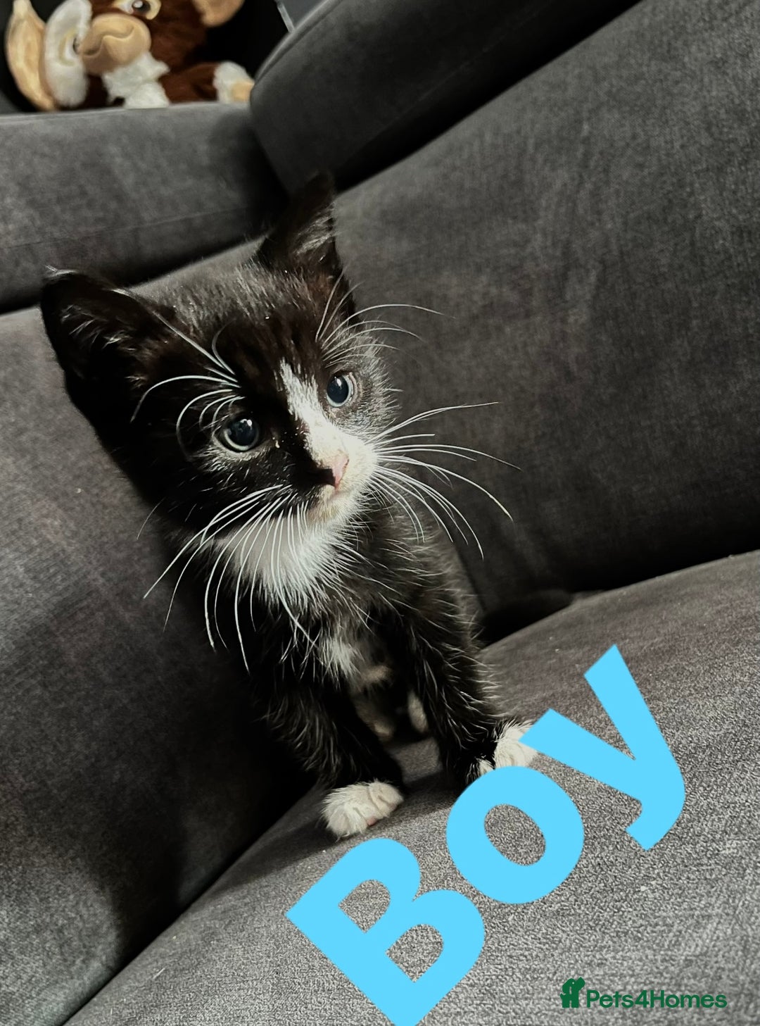 Mixed Breed cats for sale: 4 Beautiful Kittens 🐾 ❤️  - Image 12