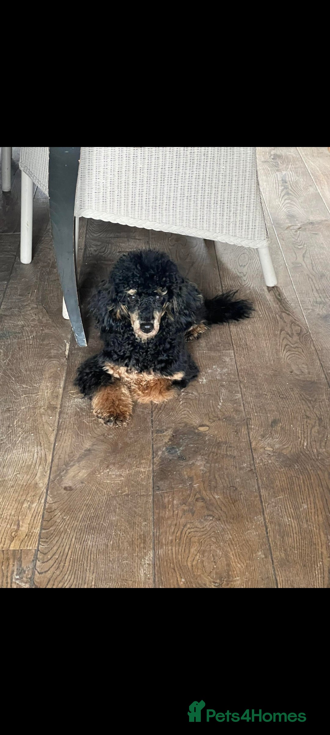 Miniature Poodle dogs for stud: Toy poodle stud dog - Advert 5
