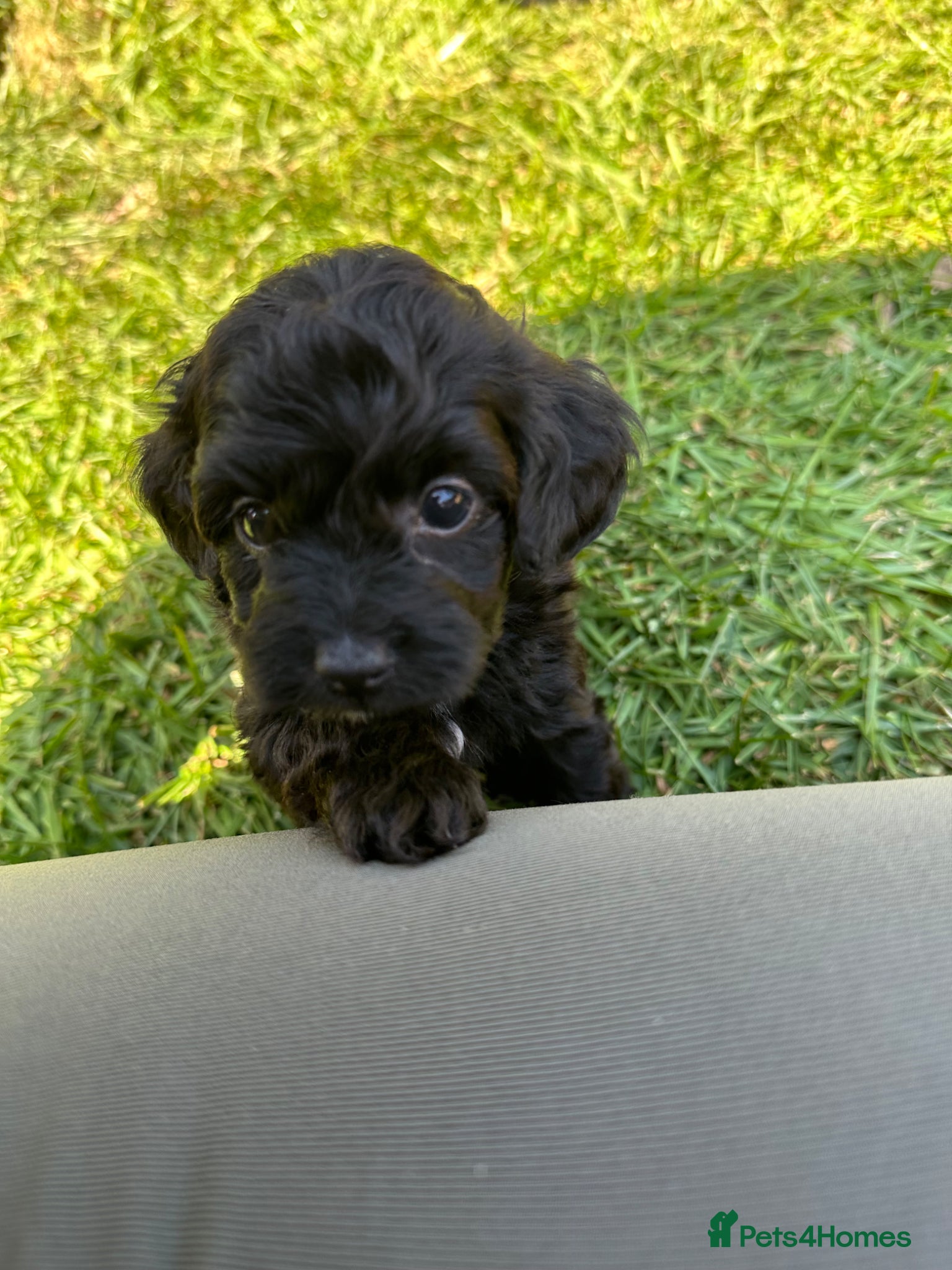 Chipoo dogs Chipoo Puppies - Advert 1