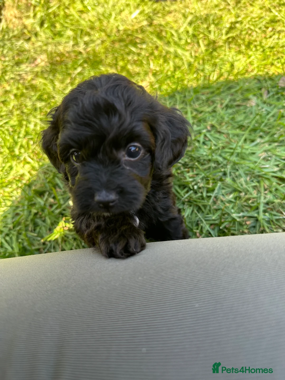 Chipoo dogs for sale: Chipoo Puppies in Nottingham - Advert 1