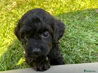 Chipoo dogs Chipoo Puppies - Advert 1