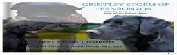 Labrador Retriever dogs for sale: Beautiful KC Labradors - Advert 14