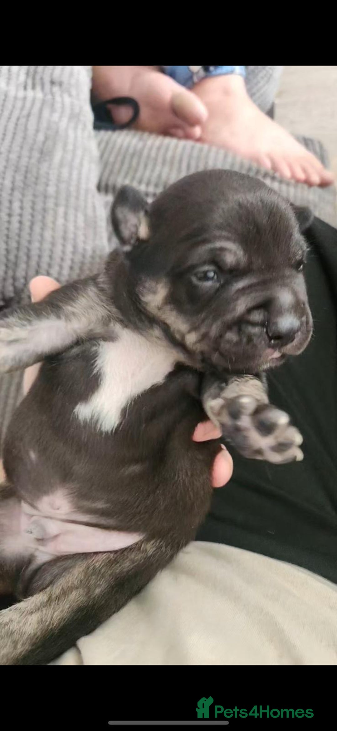 Staffordshire Bull Terrier dogs for sale: Last to males  - Image 8