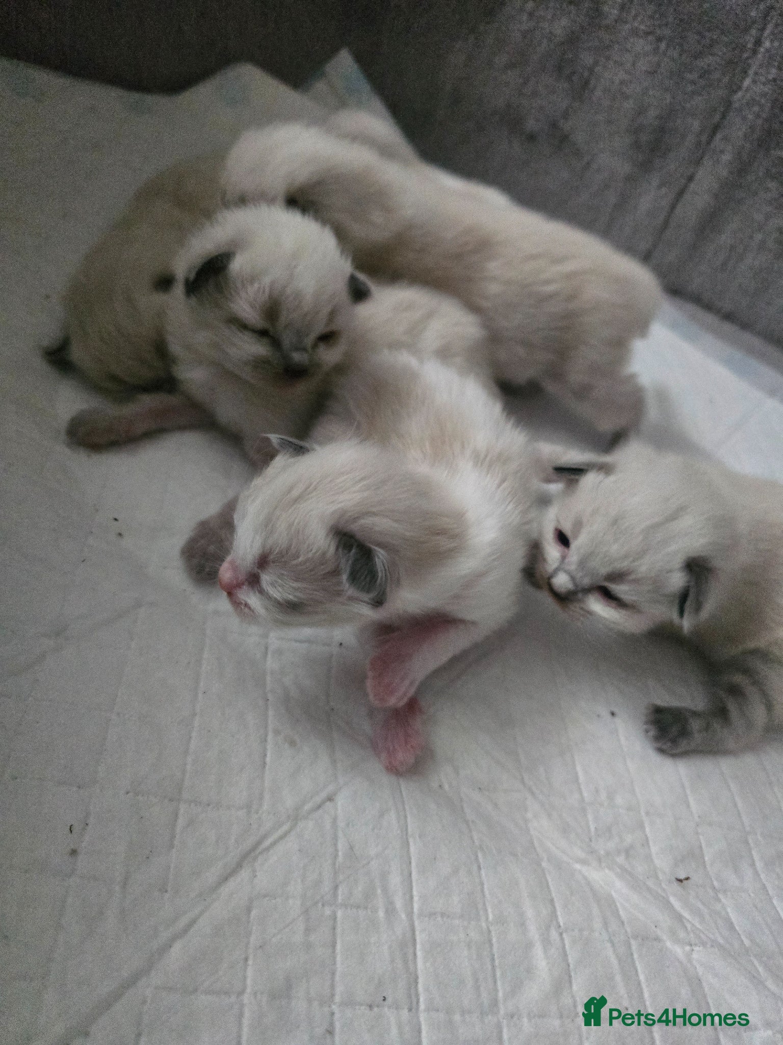 Ragdoll cats for sale: Sky kittens 😸 ♥️  - Advert 9
