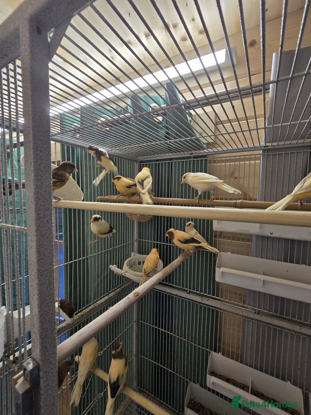 Canaries birds for sale: Beautiful healthy canaries for sale in Manchester  - Advert 1