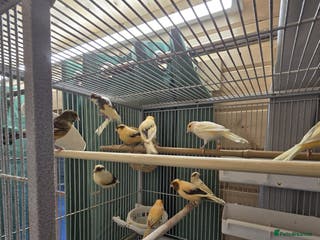 Canaries birds Beautiful healthy canaries for sale in Manchester - Advert 13