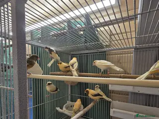 Canaries birds Beautiful healthy canaries for sale in Manchester - Advert 16