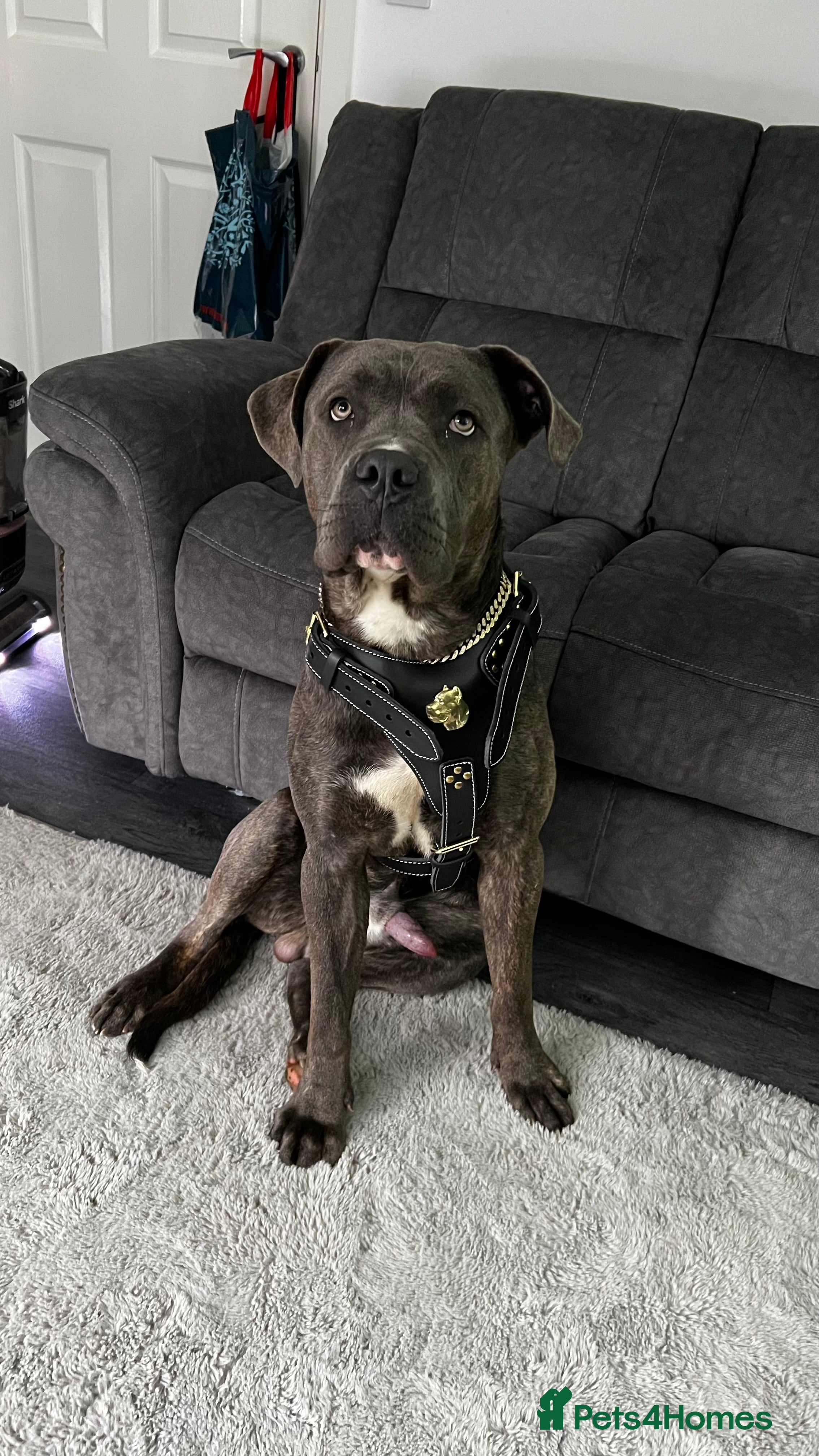 Cane Corso dogs Kenzo  - Advert 9