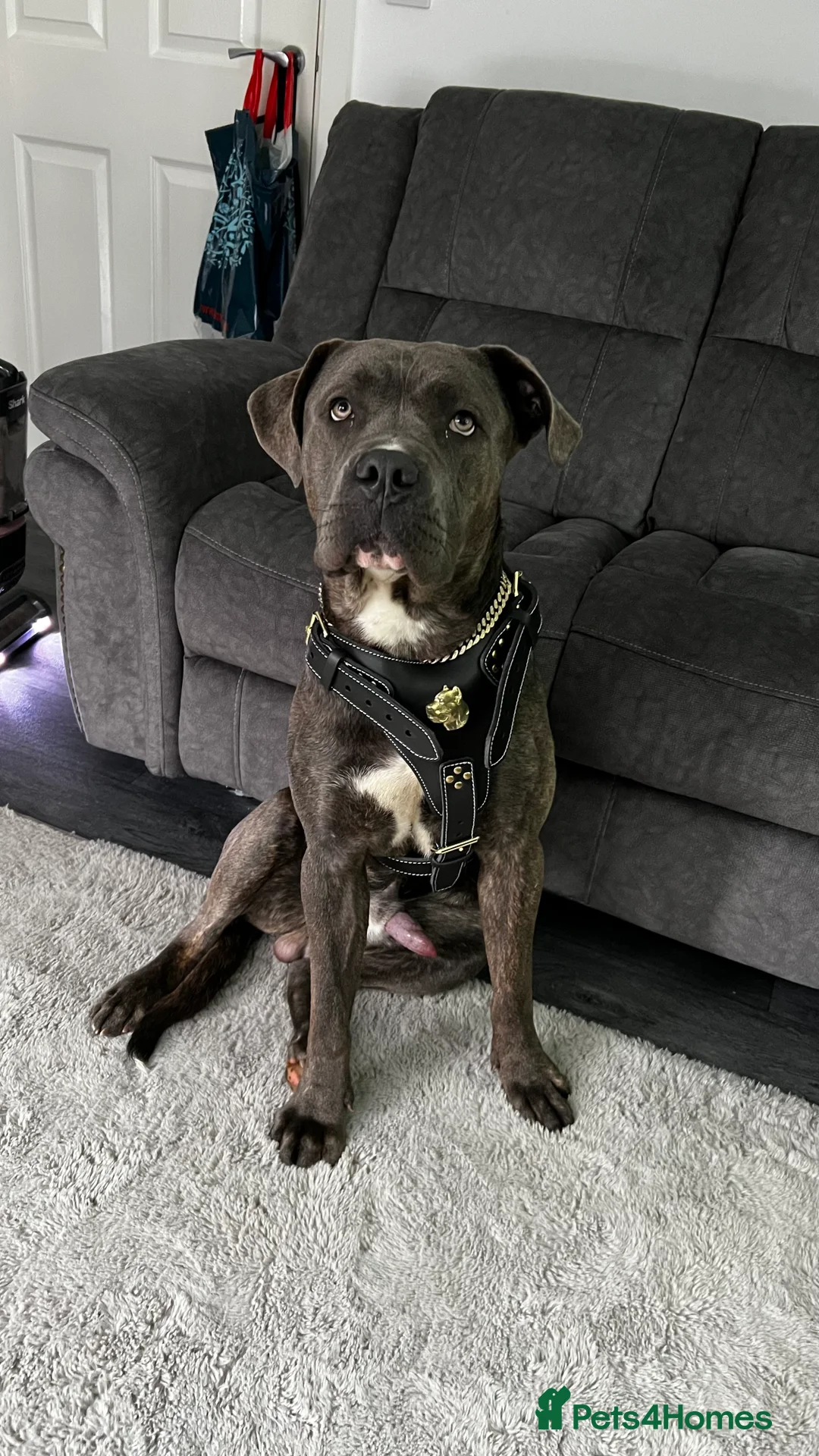 Cane Corso dogs for sale: Kenzo  - Advert 1