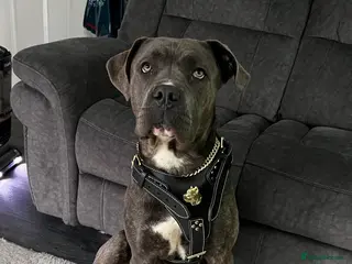 Cane Corso dogs Kenzo - Advert 9