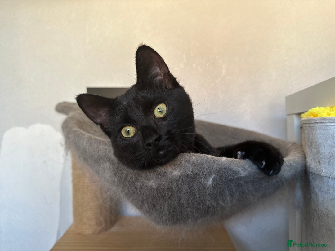 Mixed Breed cats for sale: Mixed black cat needs home - Advert 6