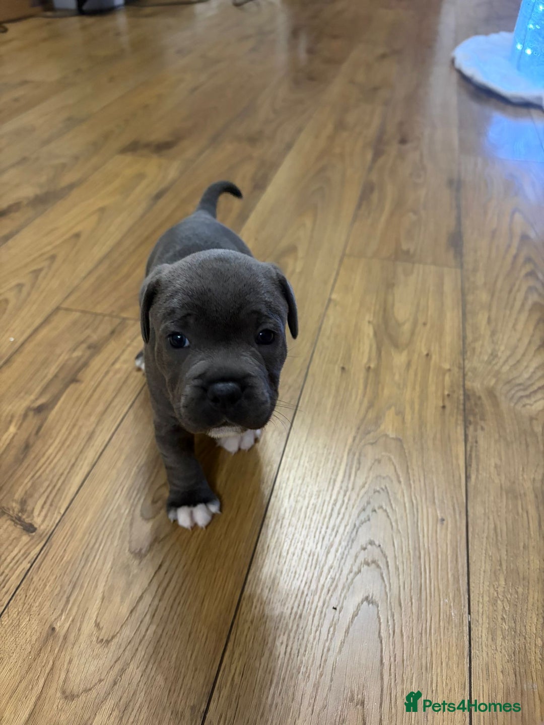 Staffordshire Bull Terrier dogs for sale: Blue Staffordshire bull Terrier pups  - Advert 8