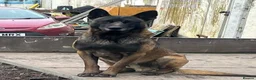 Belgian Shepherd Dog dogs for sale: Gorgeous Belgian Malinois Puppies - Advert 3