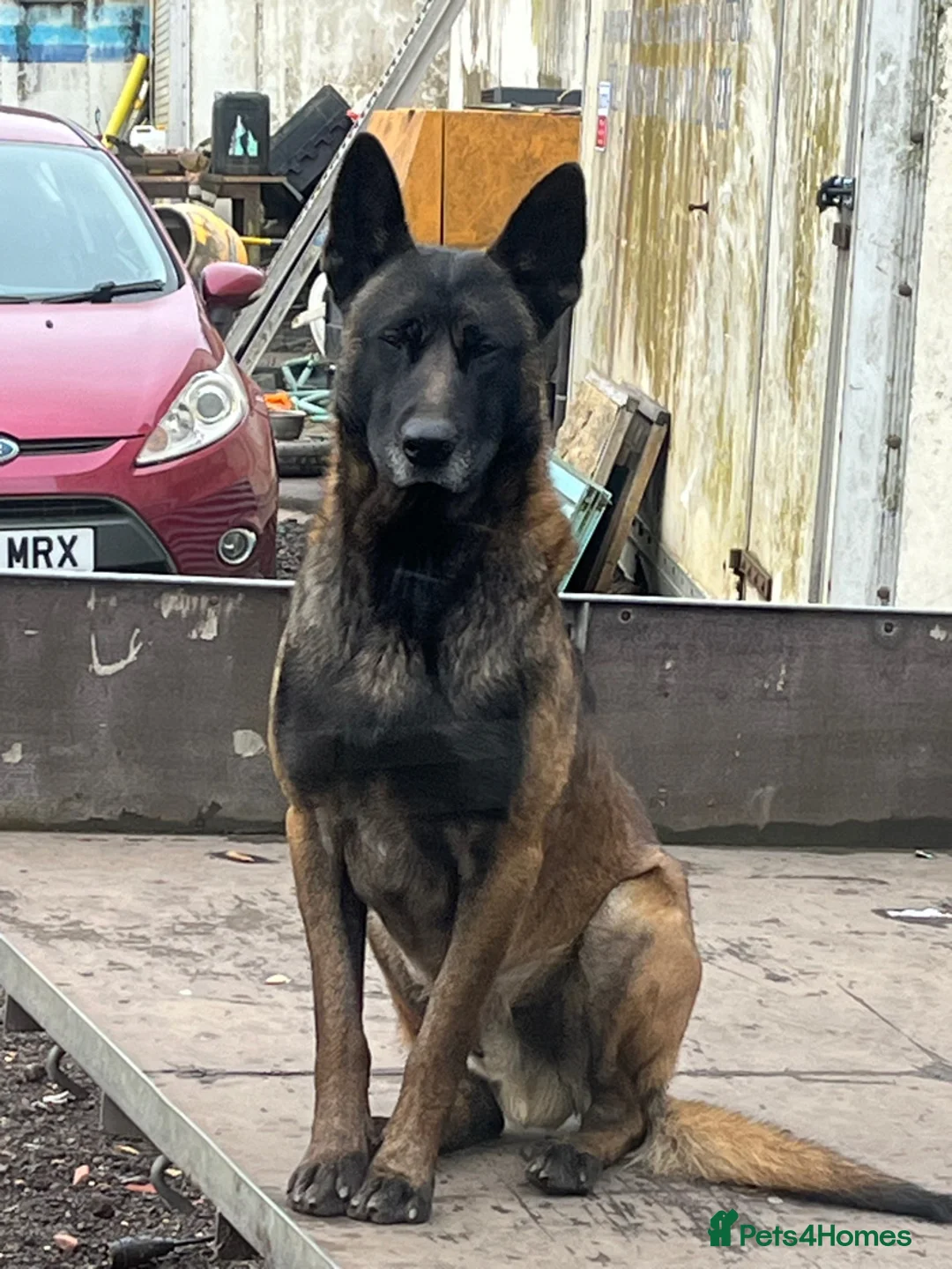 Belgian Shepherd Dog dogs for sale: Gorgeous Belgian Malinois Puppies - Advert 3