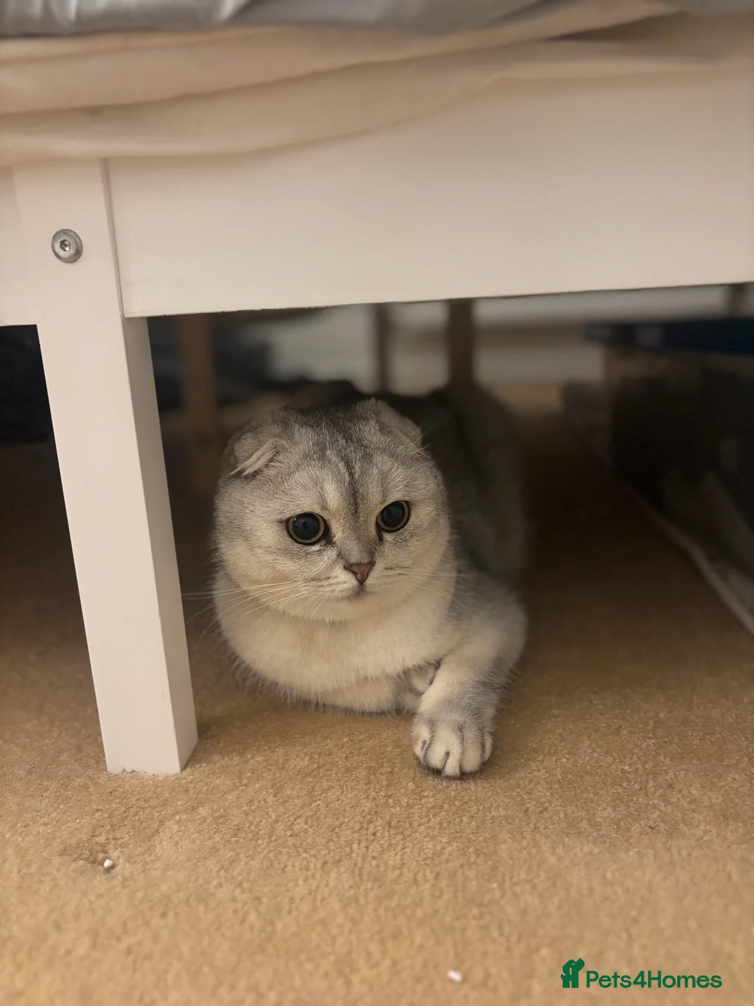 Scottish Fold cats for sale: Scottish fold cat  - Advert 5