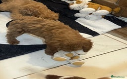 Cavapoo dogs for sale: Cavapoo  - Image 3