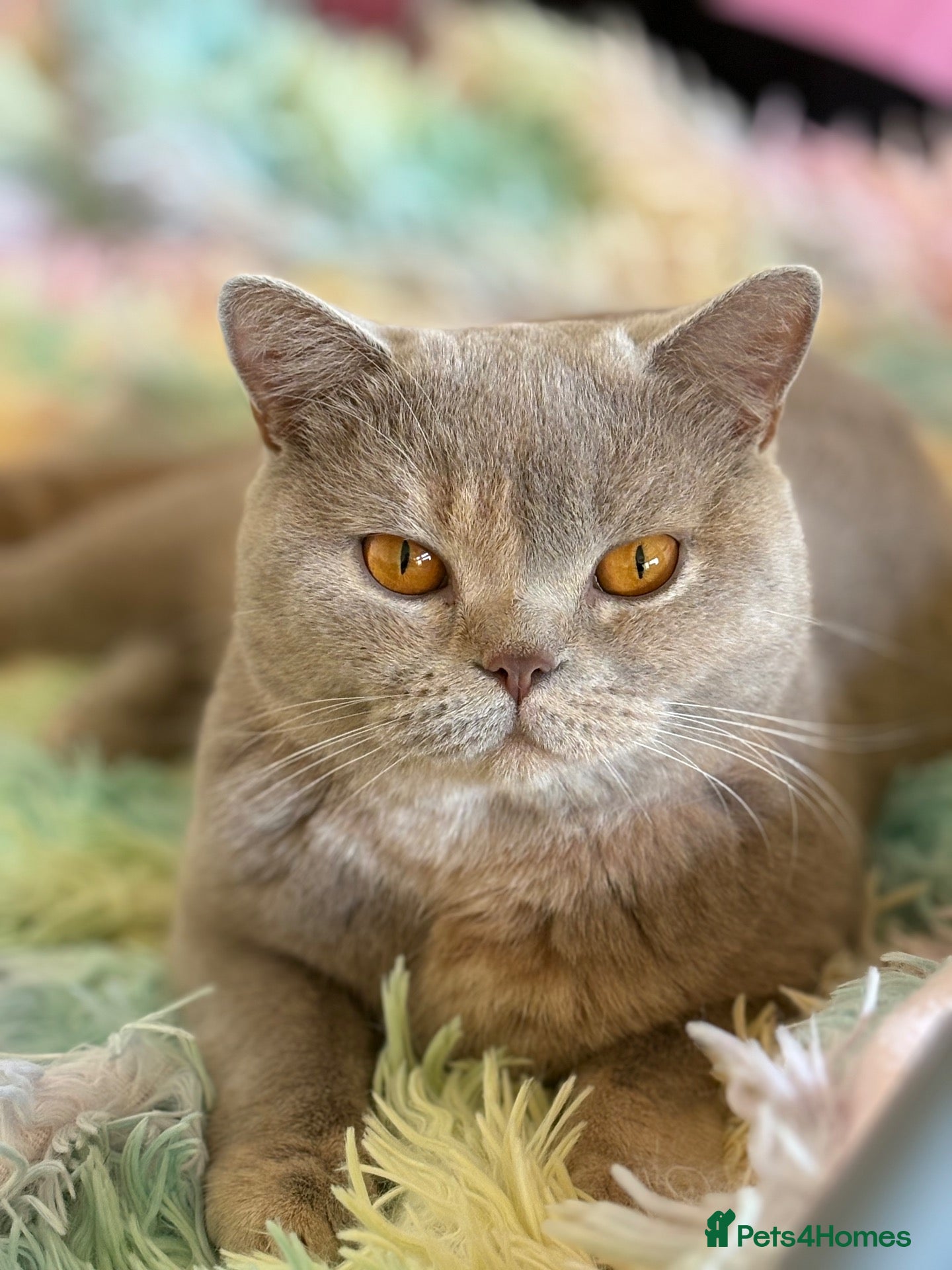 British Shorthair cats British Shorthair kittens  - Advert 1