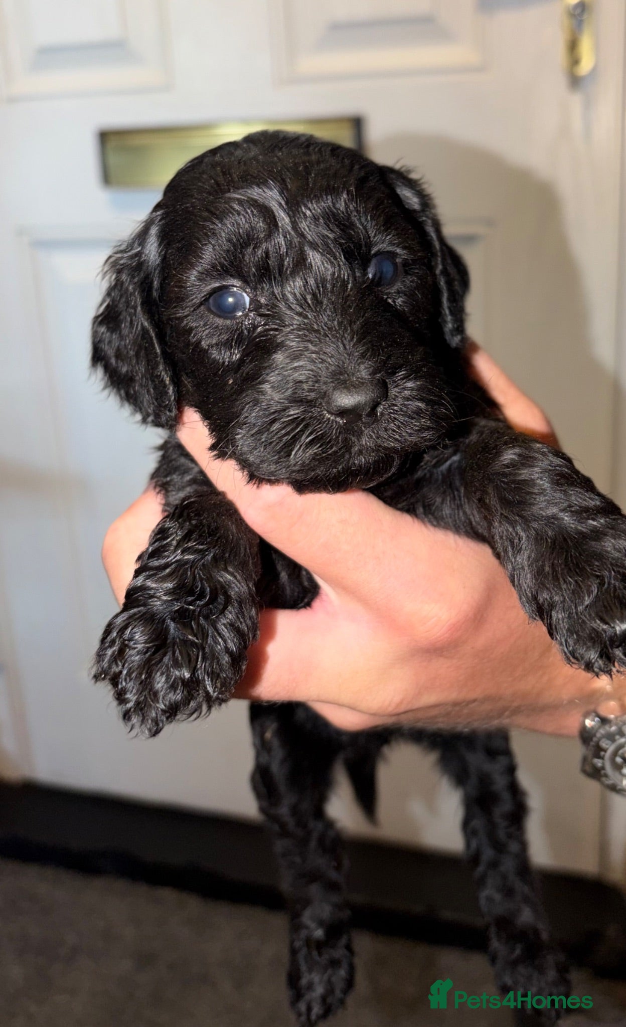 Cockapoo dogs Stunning f1b cockapoos  - Advert 1