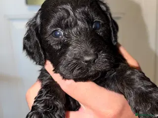 Cockapoo dogs Stunning f1b cockapoos - Advert 1