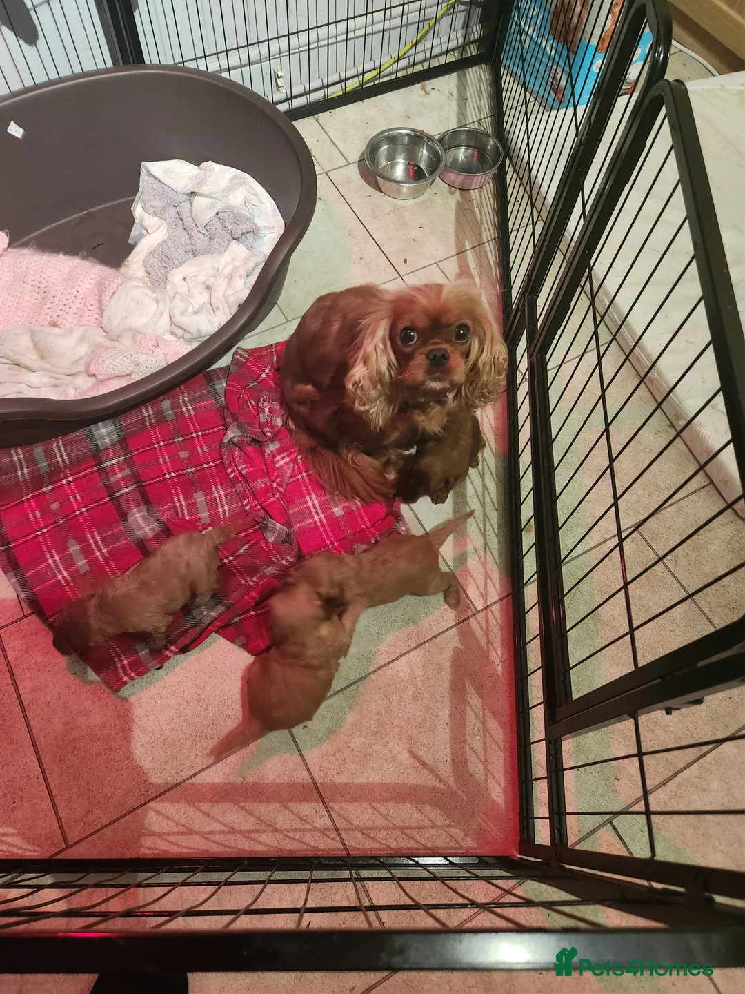 Cavapoo dogs for sale: Cavapoo puppies  - Advert 1