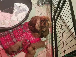 Cavapoo dogs Cavapoo puppies - Advert 2