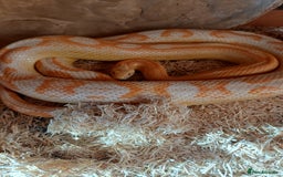 Corn Snake reptiles for sale: Corn snake and vivarium  - Advert 1