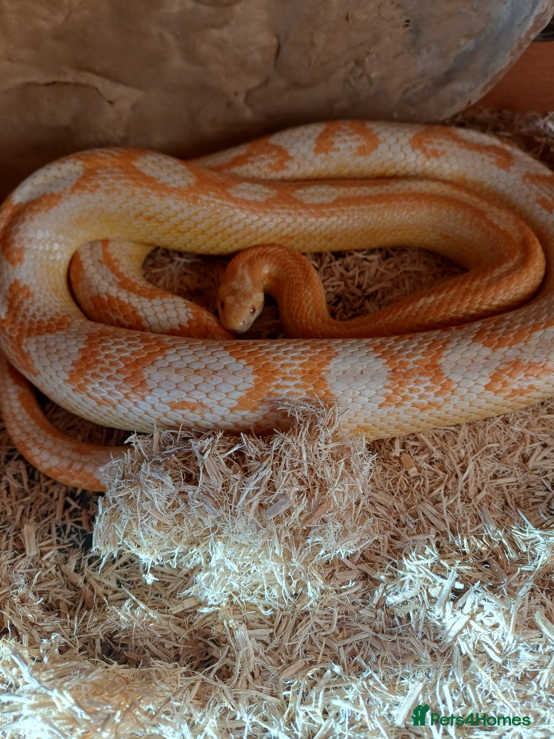 Corn Snake reptiles for sale: Corn snake and vivarium  - Advert 1