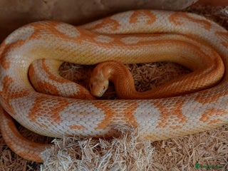 Corn Snake reptiles Corn snake and vivarium - Advert 4