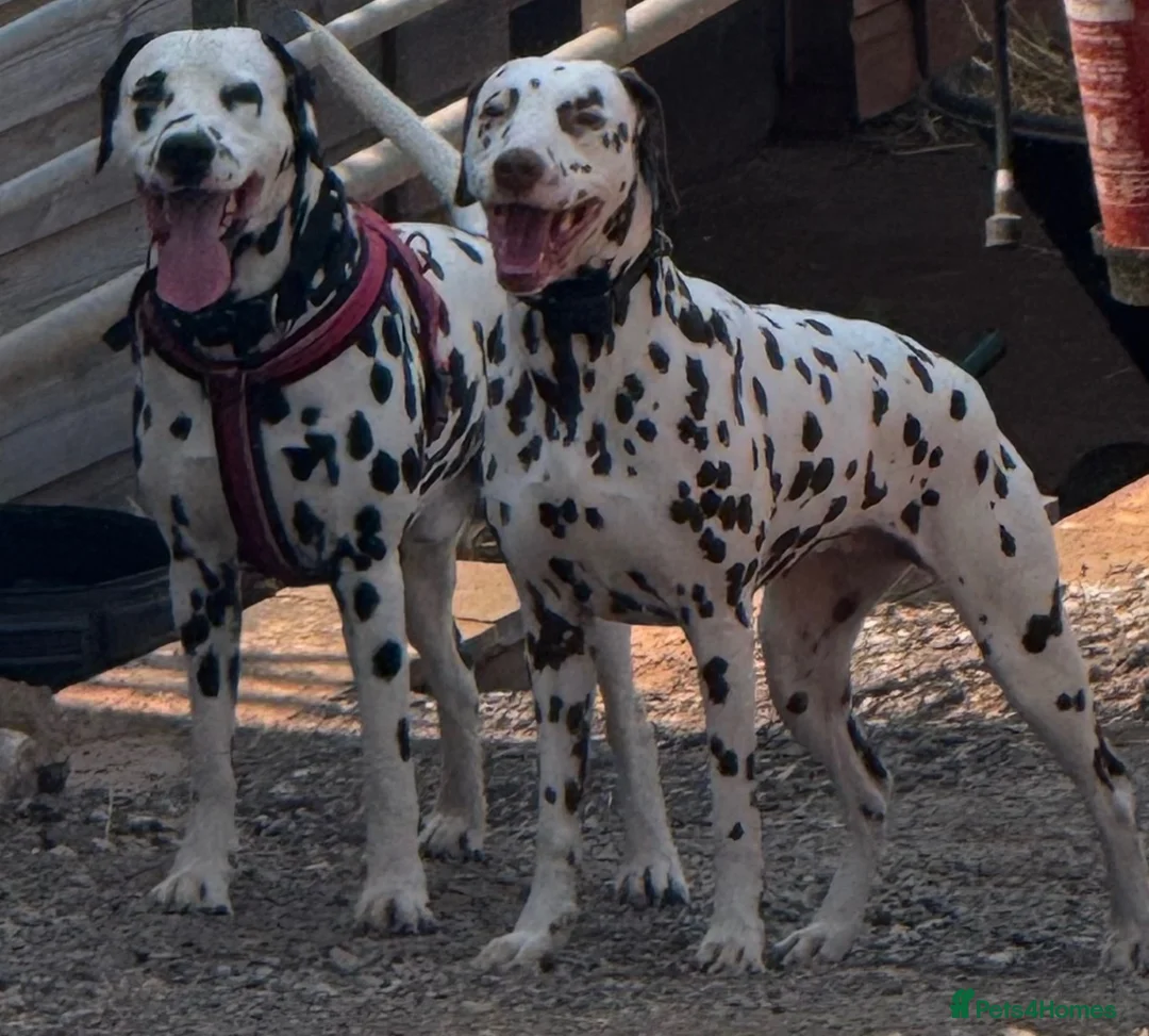 Dalmatian dogs for sale: WAITING LIST NOW OPEN 🐾💫 - Advert 2