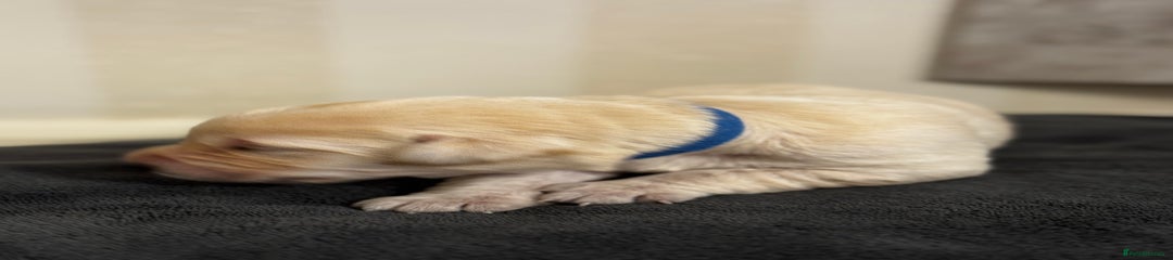 Labrador Retriever Puppy 2