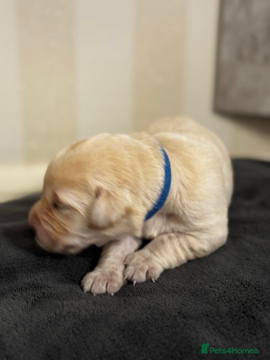Labrador Retriever dogs for sale: Stunning, White/Yellow KC Registered Labrador Pups - Image 10