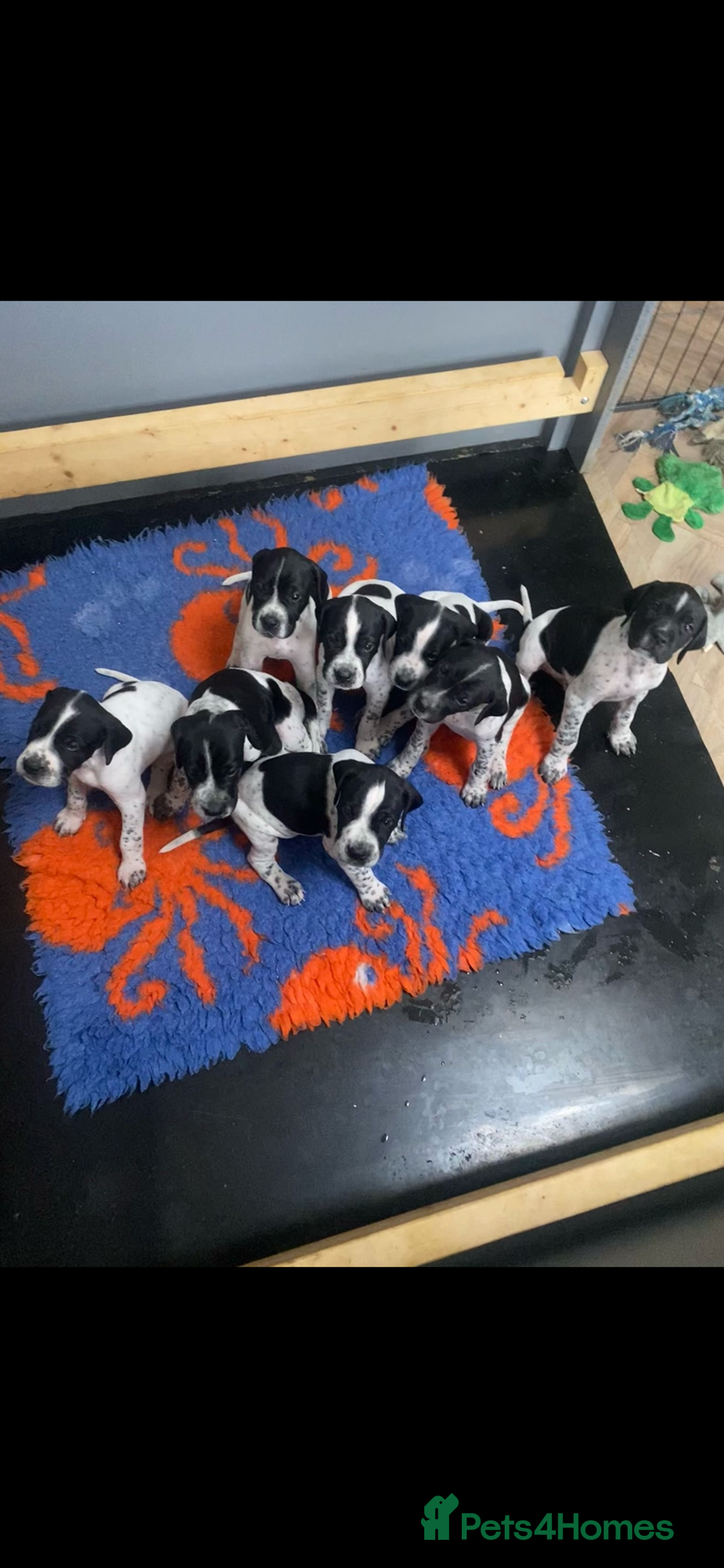 Pointer dogs for sale: ⭐️ LAST 3 PUPS REMAINING!⭐️ - Image 16