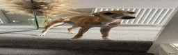 Whippet dogs for sale: 1y old whippet female for sale  - Advert 4
