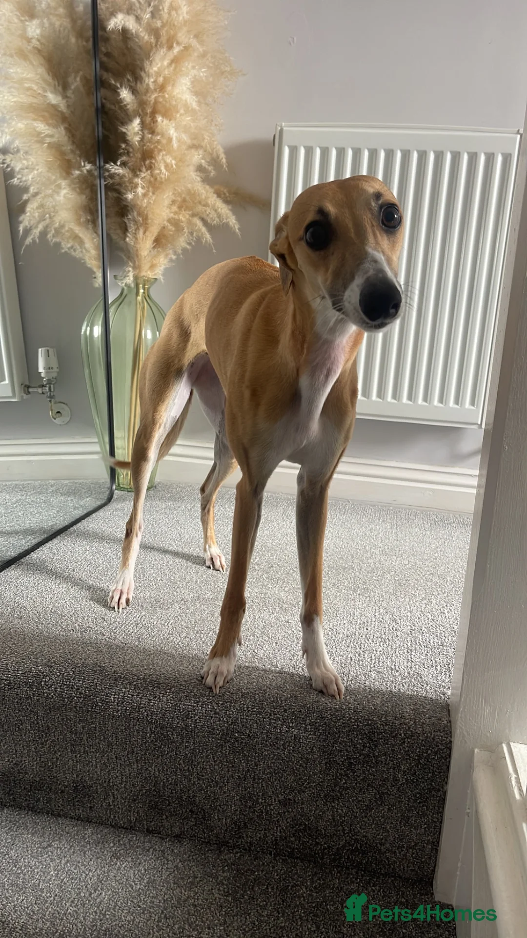 Whippet dogs for sale: 1y old whippet female for sale  - Advert 4