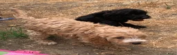 Cockapoo dogs for sale: Stunning cockapoos - Advert 37