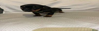 Dachshund Puppy 2