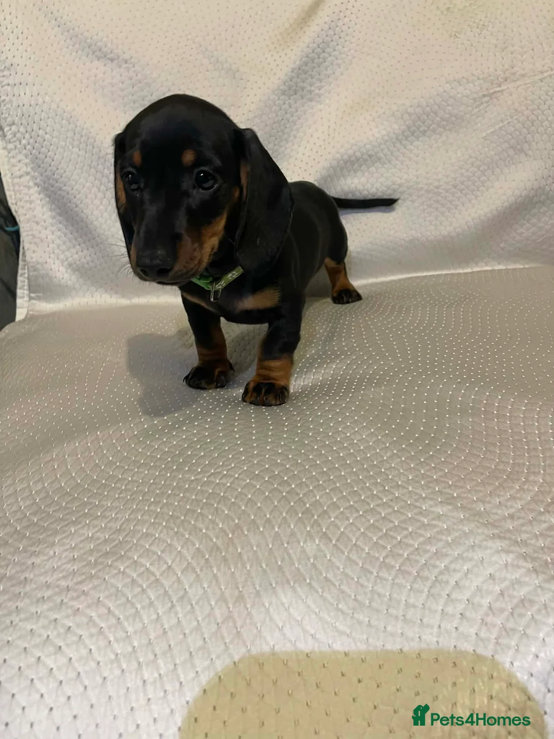 Dachshund dogs for sale: Dachshund puppies for sale  - Advert 21