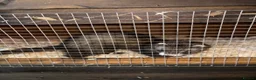 Ferret rodents for sale: Jill ferret - Advert 6