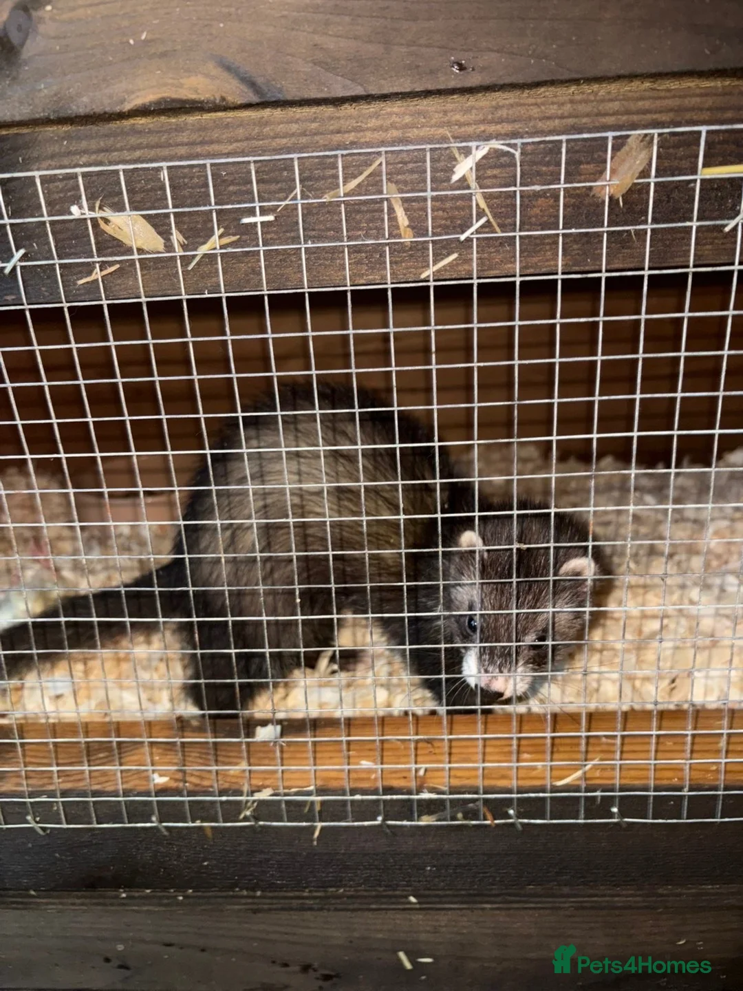 Ferret rodents for sale: Jill ferret - Advert 6