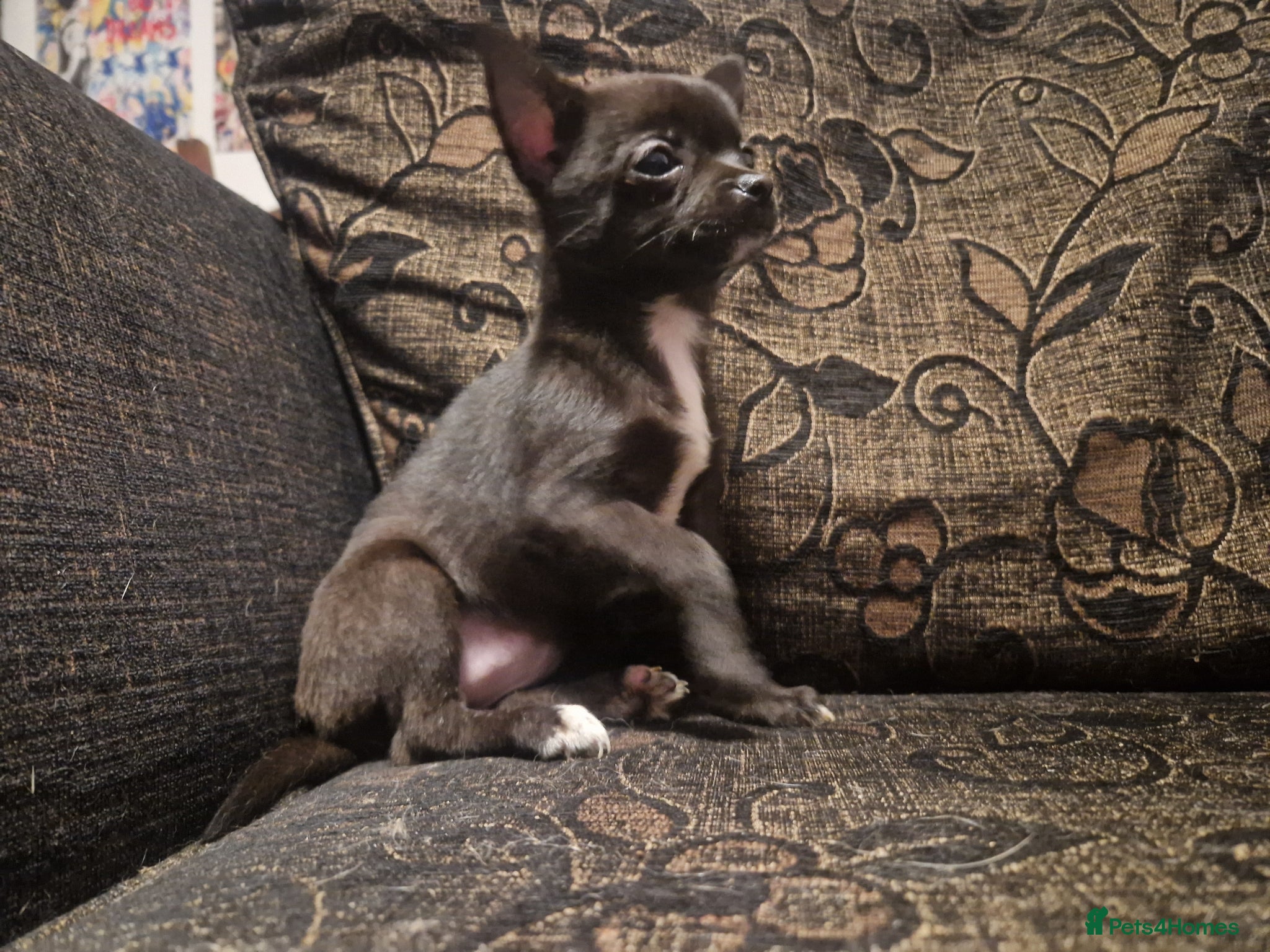Chihuahua dogs Ready 4 dark brown/black chihuahuas  - Advert 2