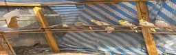 Cockatiels birds for sale: Beautiful Young Cockatiels Ready for Loving Homes - Advert 12