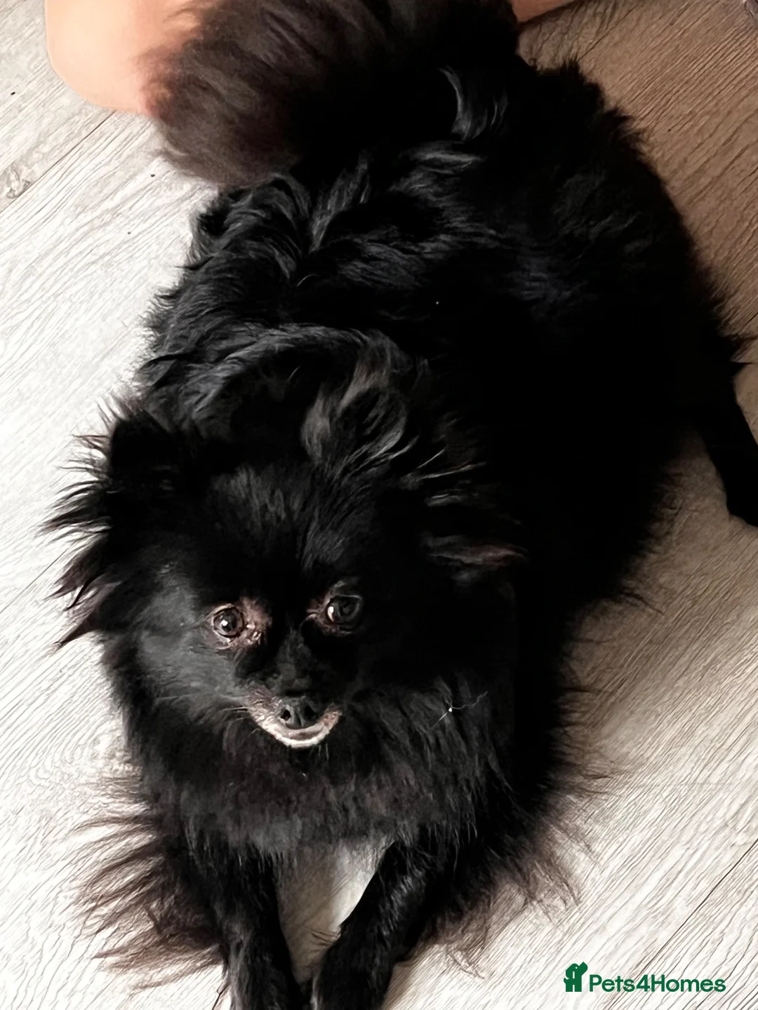 Pomeranian dogs for sale: 1 girl  in London - Advert 1