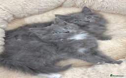 Mixed Breed cats for sale: BEAUTIFUL FLUFFY GREY KITTENS   - Image 4