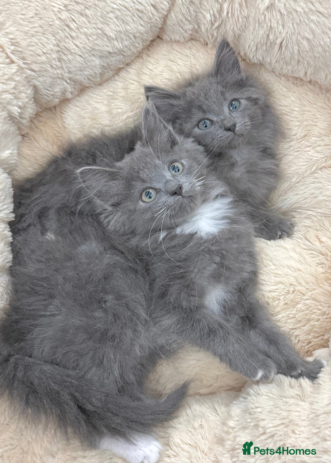Mixed Breed cats for sale: BEAUTIFUL FLUFFY GREY KITTENS   - Image 4