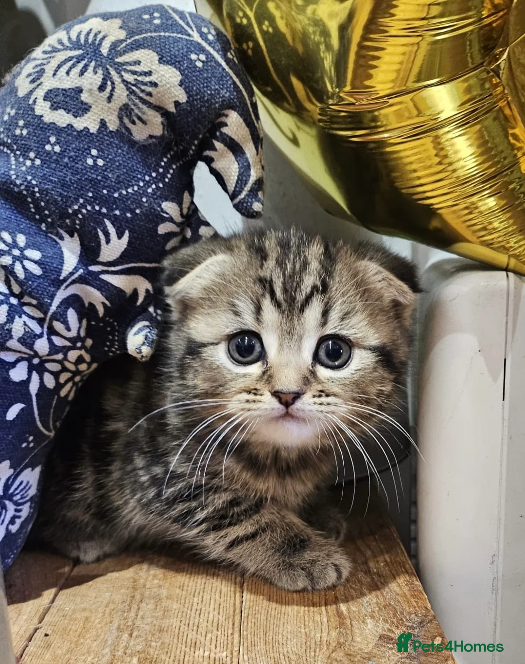 Mixed Breed cats for sale: British Shorthair X Siberian - Advert 6