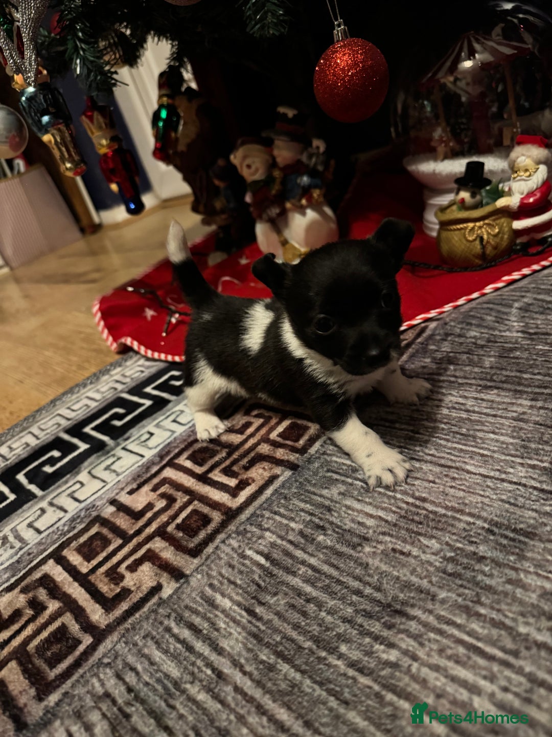 Mixed Breed dogs for sale: Beautiful chihuahua cross Jack Russell puppy  - Advert 4