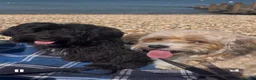 Havanese dogs for sale: Gorgeous litter of Havanese puppies. - Advert 7