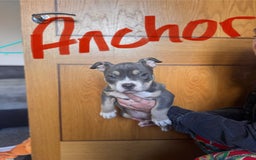 American Bully dogs for sale: American pocket bully’s  - Image 4